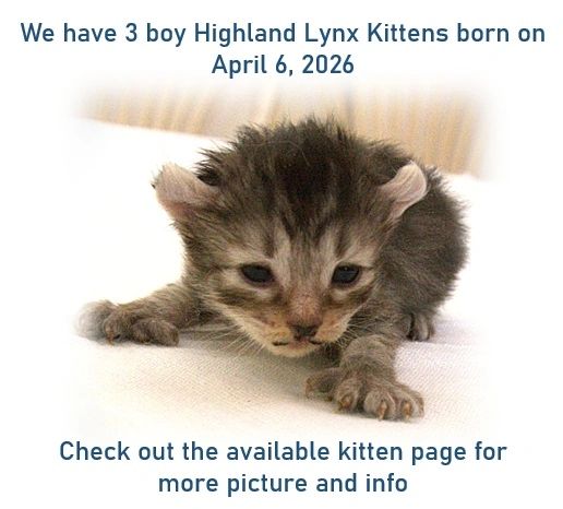 Highland Lynx Kittens for Sale - B-Dazzling Lynx